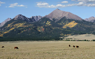 cows