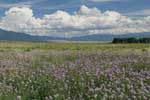 meadow near Crestone
